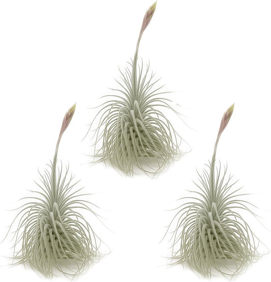 Live air Plant - Tillandsia Tectorum Air Plant 4-6" – 3ct – Unique Shape with Silvery Fuzz – Low Maintenance Houseplant – Perfect for Decor, Terrariums, Gifts - Live Arrival Guaranteed
