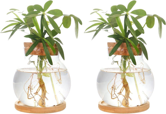Plant Propagation Station,Hydroponic Glass Container Vase Jars, with Wooden Saucer for Desks, Houses, Garden Decorations, Home Kitchen Decorations and Gifts for Plant Lovers (2)