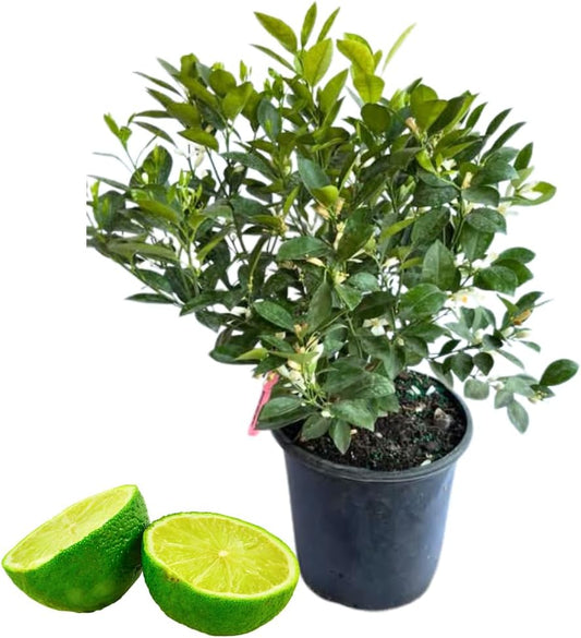 Dwarf Key Lime Trees Live Plants, 1 to 2 Feet Tall, Key Lime Bush, Citrus Fruit Tree, Sweet Fruit Key Lime