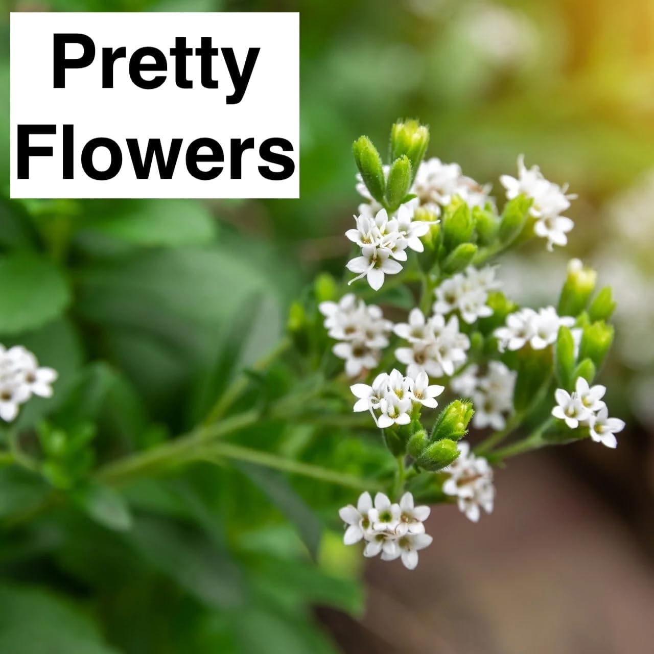 Live Stevia rebaudiana Plants, Sweet Leaf or Sugar Leaf, Natural Sugar Substitute Herb, Easy to Grow (4 stevia sacs)