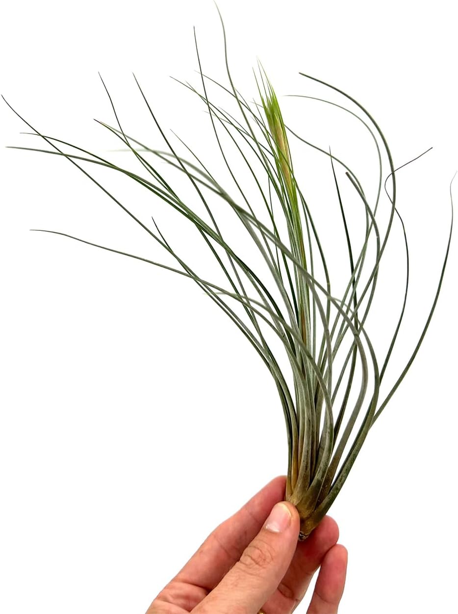 Air Plants - Tillandsia Juncea, Jumbo 8-12" - 2ct - Live Arrival Guaranteed - House Plants for Home Decor & Gift