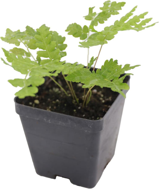 Greenwood Nursery: Live Perennial Plants - Cinnamon Fern + Osmundastrum Cinnamomeum - [Qty: 10x Pint Pots] - (Click for Other Available Plants/Quantities)