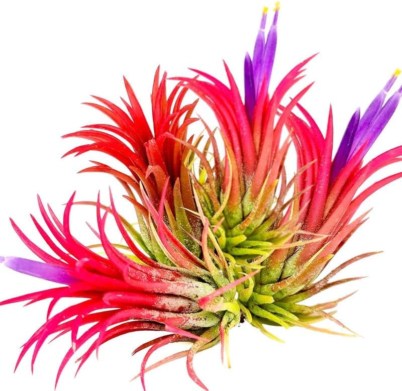 Air Plants, Tillandsia Air Plants Live Houseplants for Garden, 14 Red Lonantha Tillandsia Plant, Air Plant for Planting, 2 to 3 Inc Long