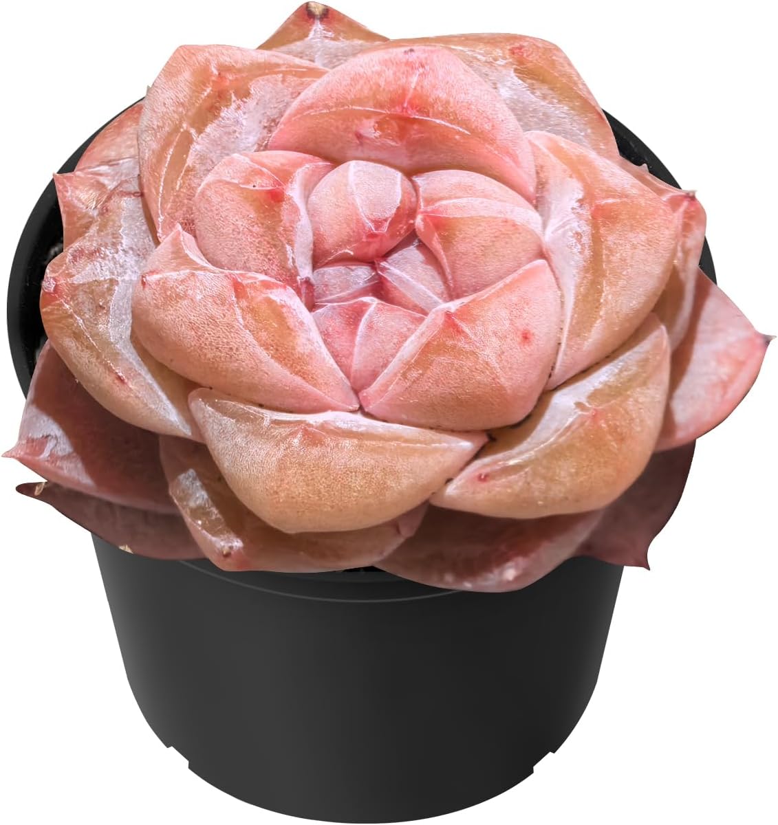 Sprout N Green Echeveria Pink Dimond Heart, 1 Live Succulent Plant Fully Rooted in 2" Pot, House Plant for Indoor Outdoor Home Office Wedding Decoration DIY Project Party Favor