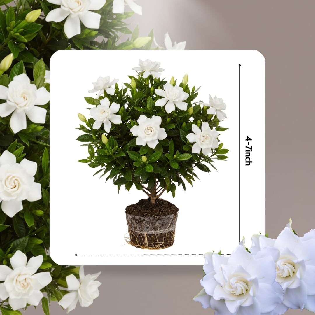 Frostproof Cape Jasmine Plants Live, Arabian Jasmine Plant Indoor, Fragrant Jasmines Flowers 4 to 7 Inch