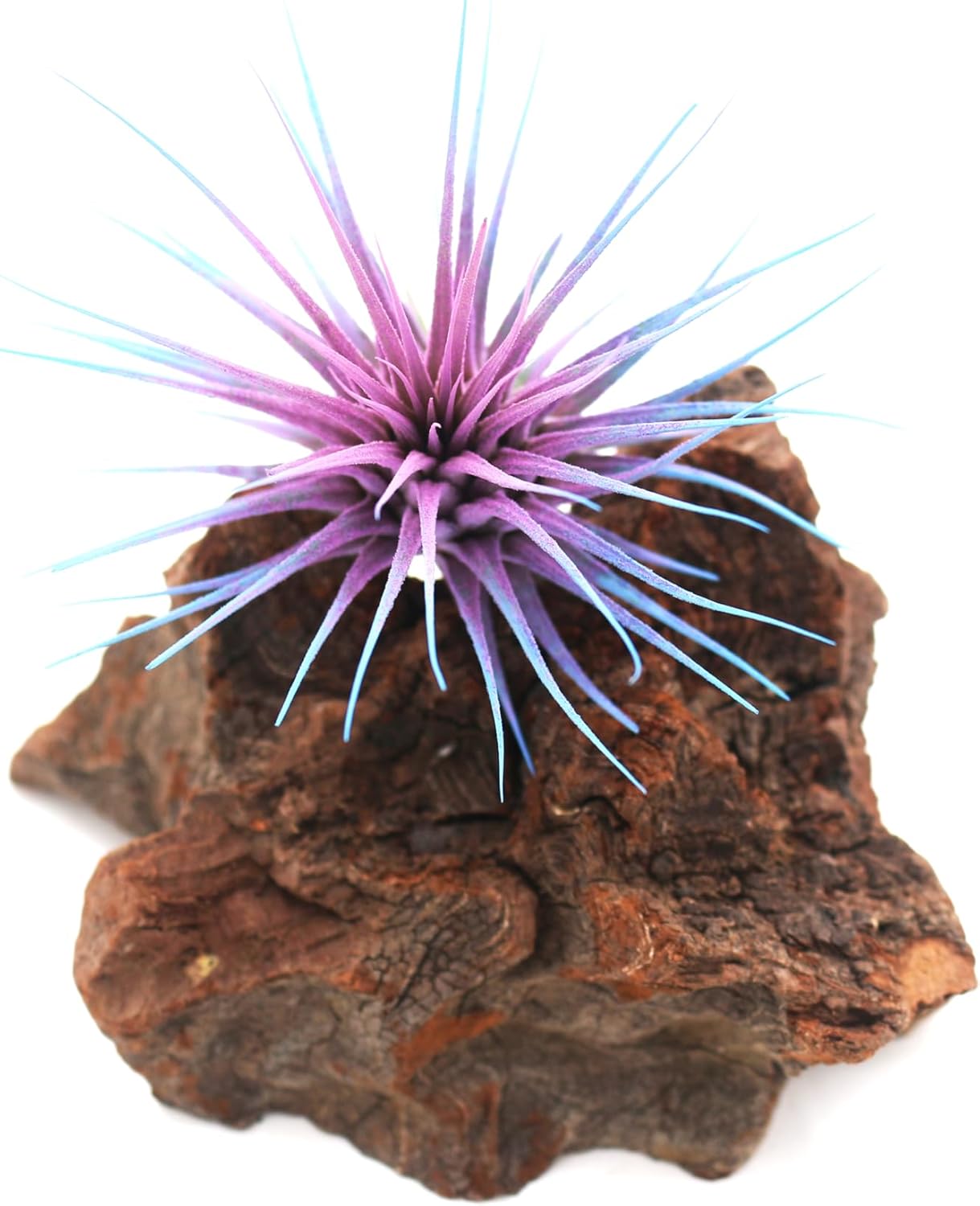 Dyed Tillandsia Ionantha Guatemala Enhanced Colored Colorful Air Plant Live Easy Care Indoor Outdoor Home Decor Gift Airplant by Awesome Industries Live Arrival Guaranteed (Twilight)