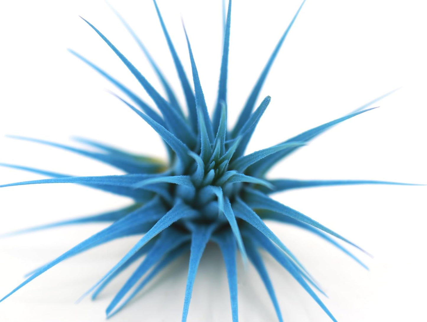 Dyed Tillandsia Ionantha Guatemala Enhanced Colored Colorful Air Plant Live Easy Care Indoor Outdoor Home Decor Gift Airplant by Awesome Industries Live Arrival Guaranteed (Light Blue)