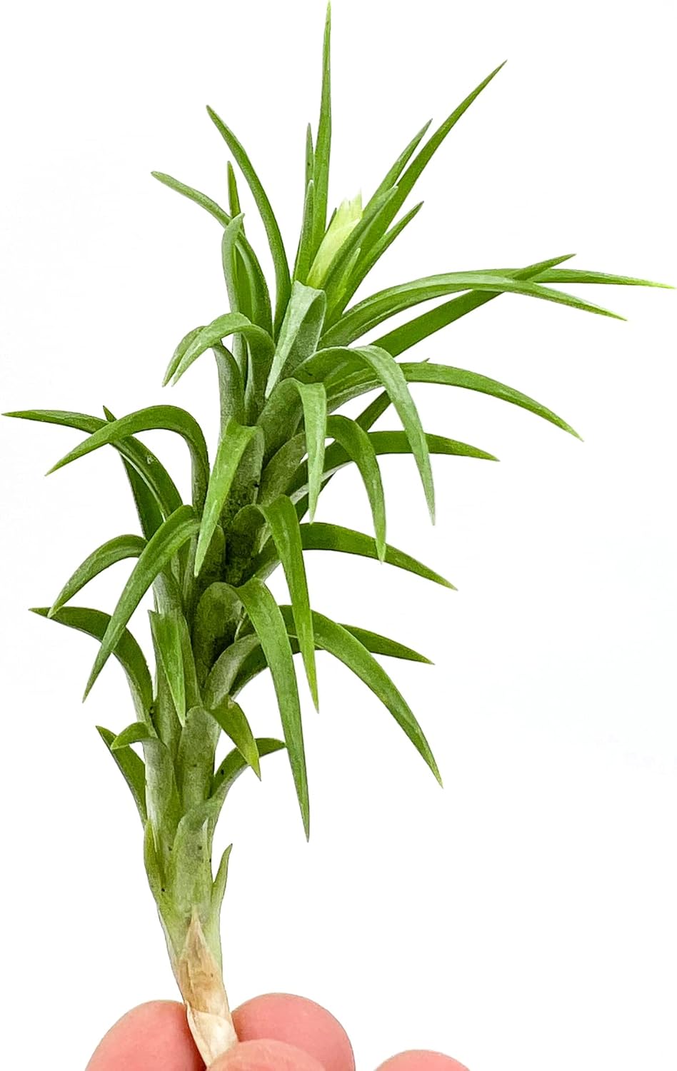 Live Air Plants – Tillandsia Araujei, Large 5” – 1ct – Live Arrival Guaranteed – House Plants for Home Décor & Gift