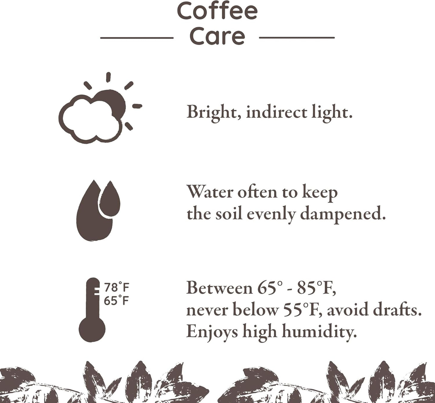 Green Circle Growers 5" Coffee Arabica in Cream Jute Pot, Live Indoor Plants, House Plant