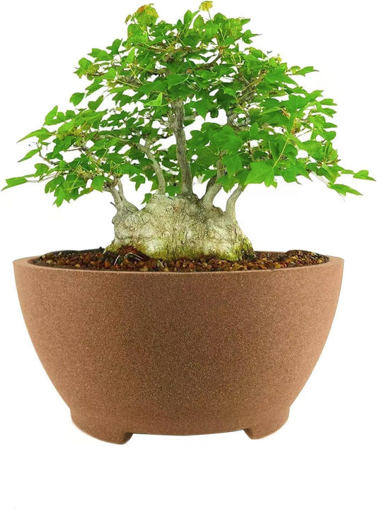 8.26” Large Bonsai Pots with Drainage Breathable Rough Pottery Planter Sand-Textured Short Legs Bonsai Tree Pots Ceramic for Indoor Plants Succulent