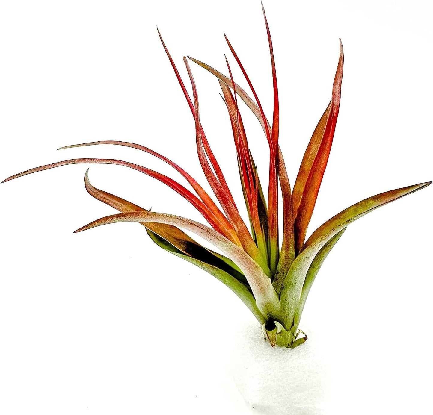 Air Plants - Tillandsia Brachycaulos Abdita, Large 4-6" - 3 ct - Live Arrival Guaranteed - House Plants for Home Decor & Gift