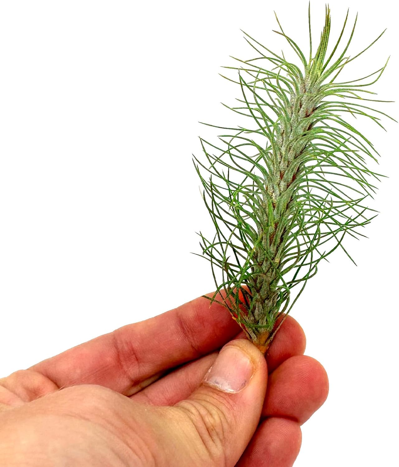 Air Plants - Colombian Tillandsia Funckiana, Large 5" - 1ct - Live Arrival Guaranteed - House Plants for Home Decor & Gift