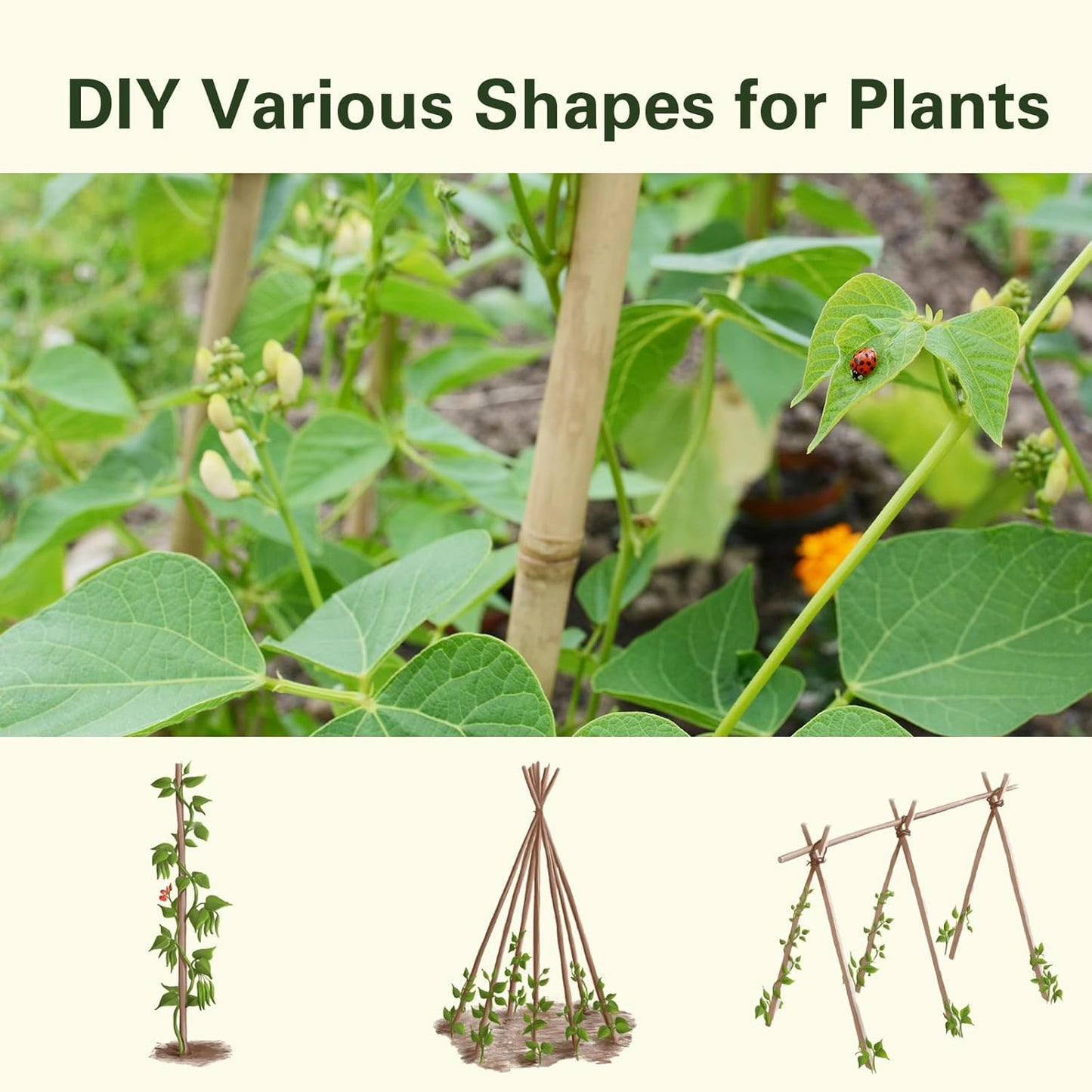 Bamboo Stakes 2FT 35pcs, 24 inch Garden Stakes Multi-Purpose, Bamboo Plant Support Stakes for Beans, Peppers, Flowers, Potted, Maintain The Plant Posture, Strengthen and Stem