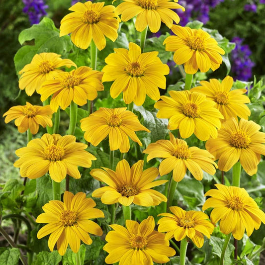 Outsidepride Yellow Torch Mexican Sunflower Seeds - 1000 Pcs Annual, Easy-to-Grow, Yellow Tithonia Speciosa Flower Seeds w/Drought-Tolerant Blooms for Pollinator Gardens & Vibrant Summer Landscaping