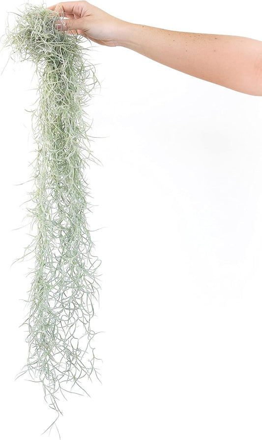 Thick Colombian Spanish Moss Live Strands with Wire Hook - Tillandsia Usneiodes - Live Tillandsia Succulent House Plants - Home and Garden Decor - Easy Care Indoor and Outdoor Plants