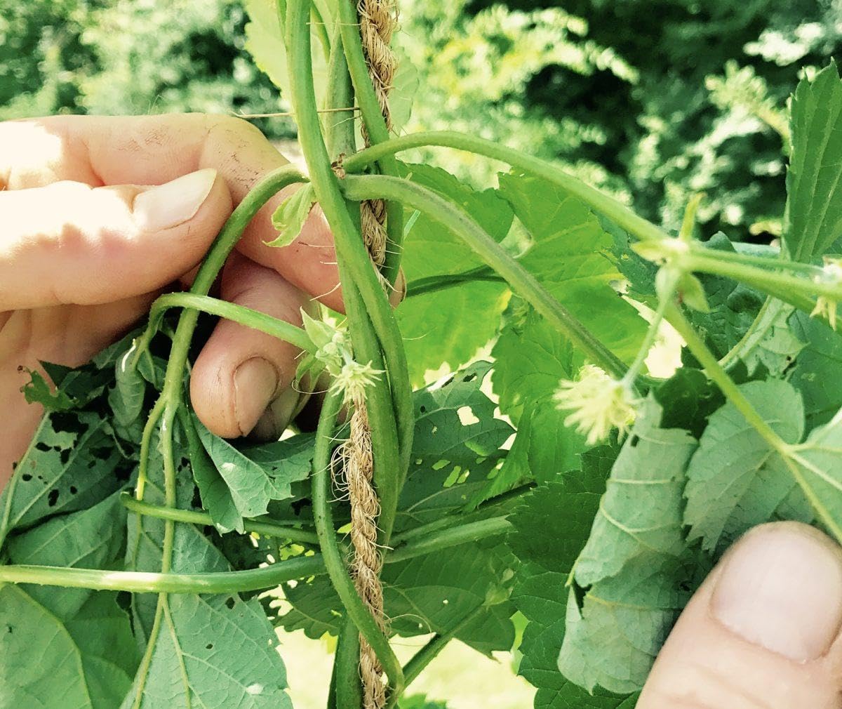 ARISKEY Natural Jute Twine,3Ply String for Crafts 1640 Feet Long Cord Suitable for Crafting,Gardening,Tomato, Climbing Plant,Tie Floristry,Strong Enough for Outdoor Heavy-Duty Use