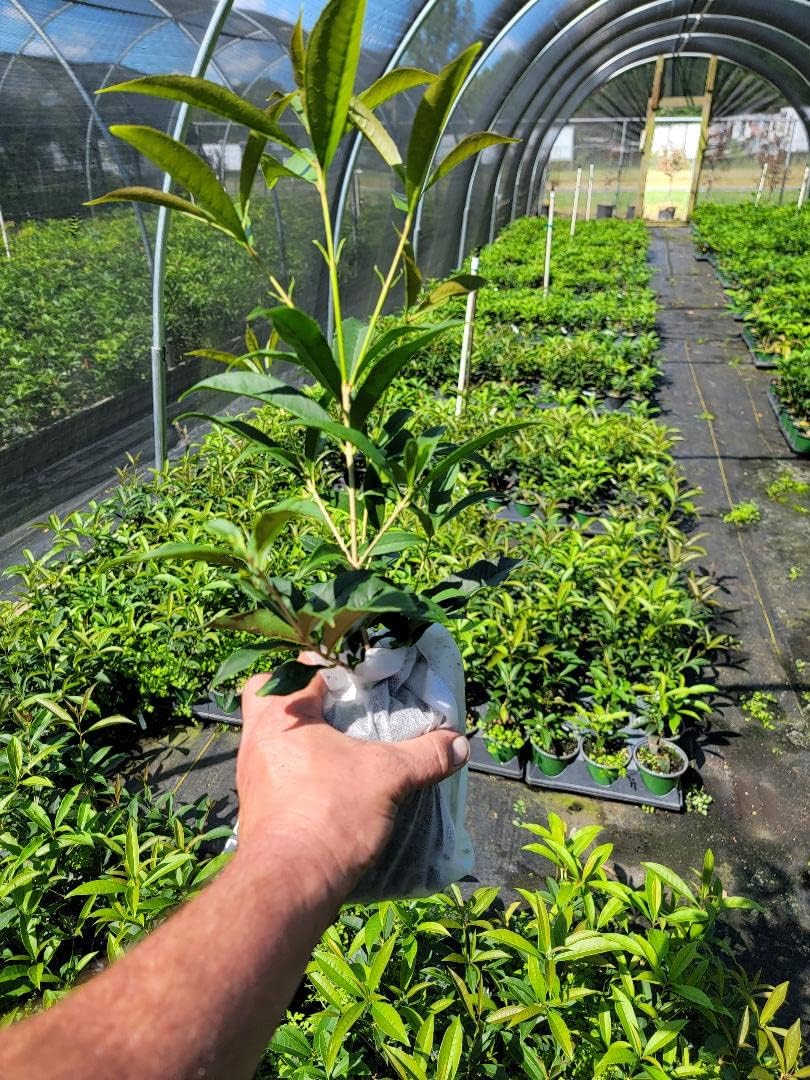 Fudingzhu Fragrant Tea Olive - Live Plant - (1 QT)