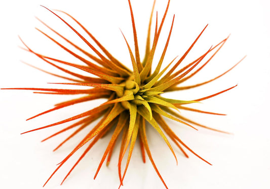 Live Extra Large Tillandsia Ionantha Guatemala Colorful Air Plant 3+ inch Enhanced Color Easy Care Indoor Outdoor Home Decor Gift Airplant by Awesome Industries (Sunrise XL)