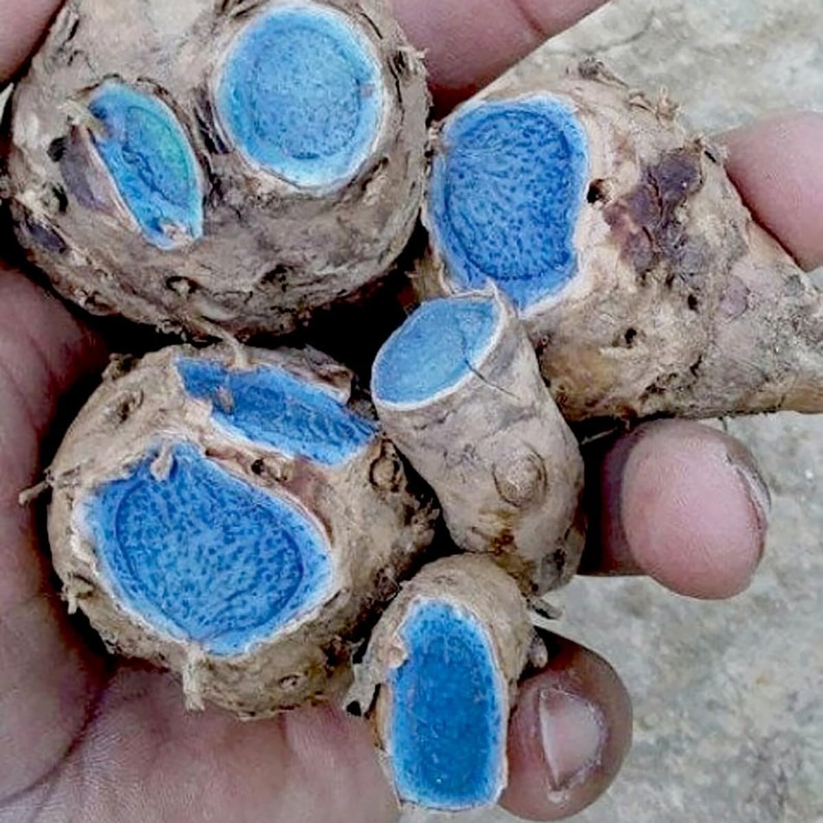 Premium Live Black Turmeric (Curcuma caesia) Plants - Rare Herbal Medicinal Plant, Perfect for Home Gardens (4 Black Turmeric Bags)