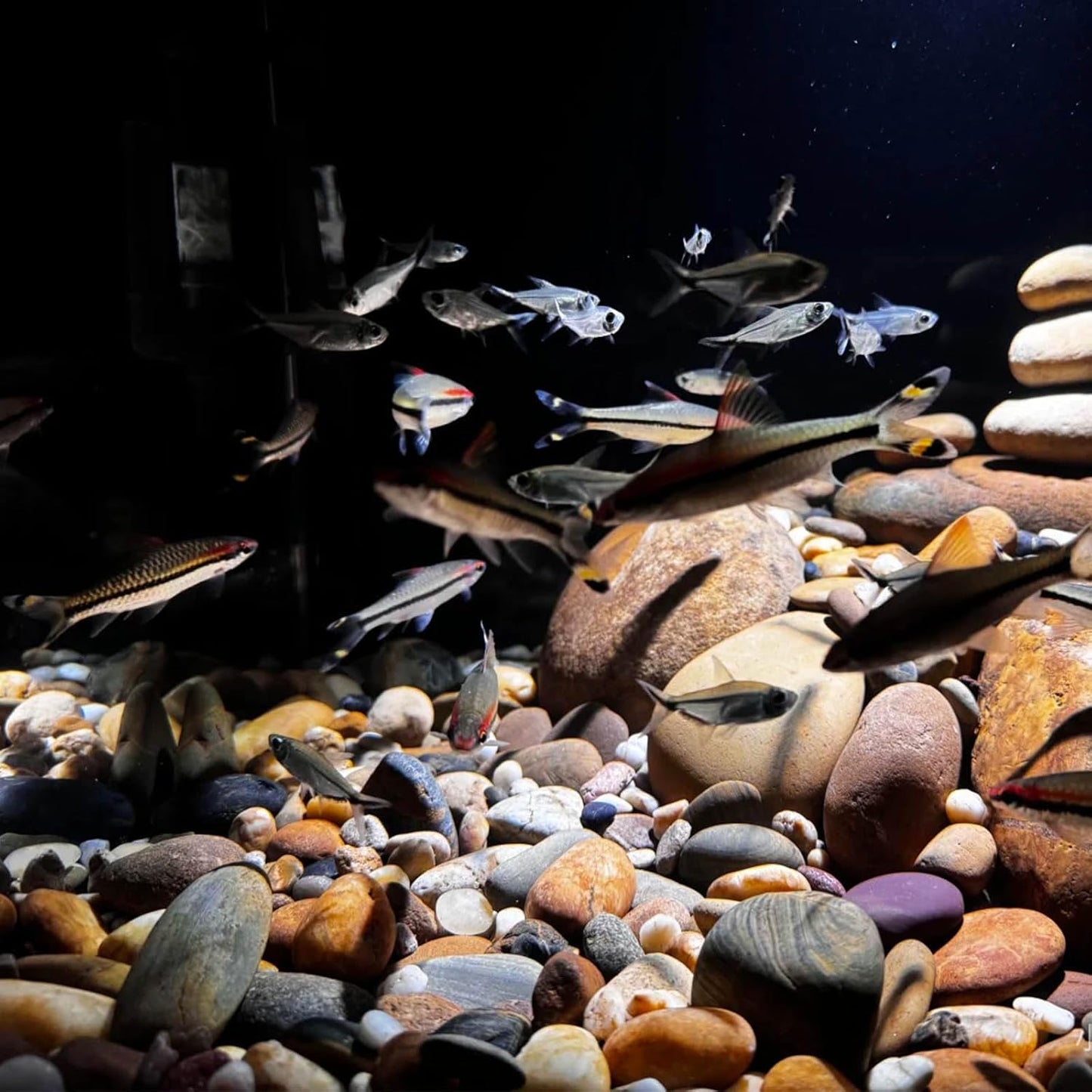 5 lbs Pebbles for Plants, 1-2 Inch Decorative River Rocks for Plants Indoor, Landscape, Garden, Aquarium, Fountain, Walkways and Outdoor Decorative Stones