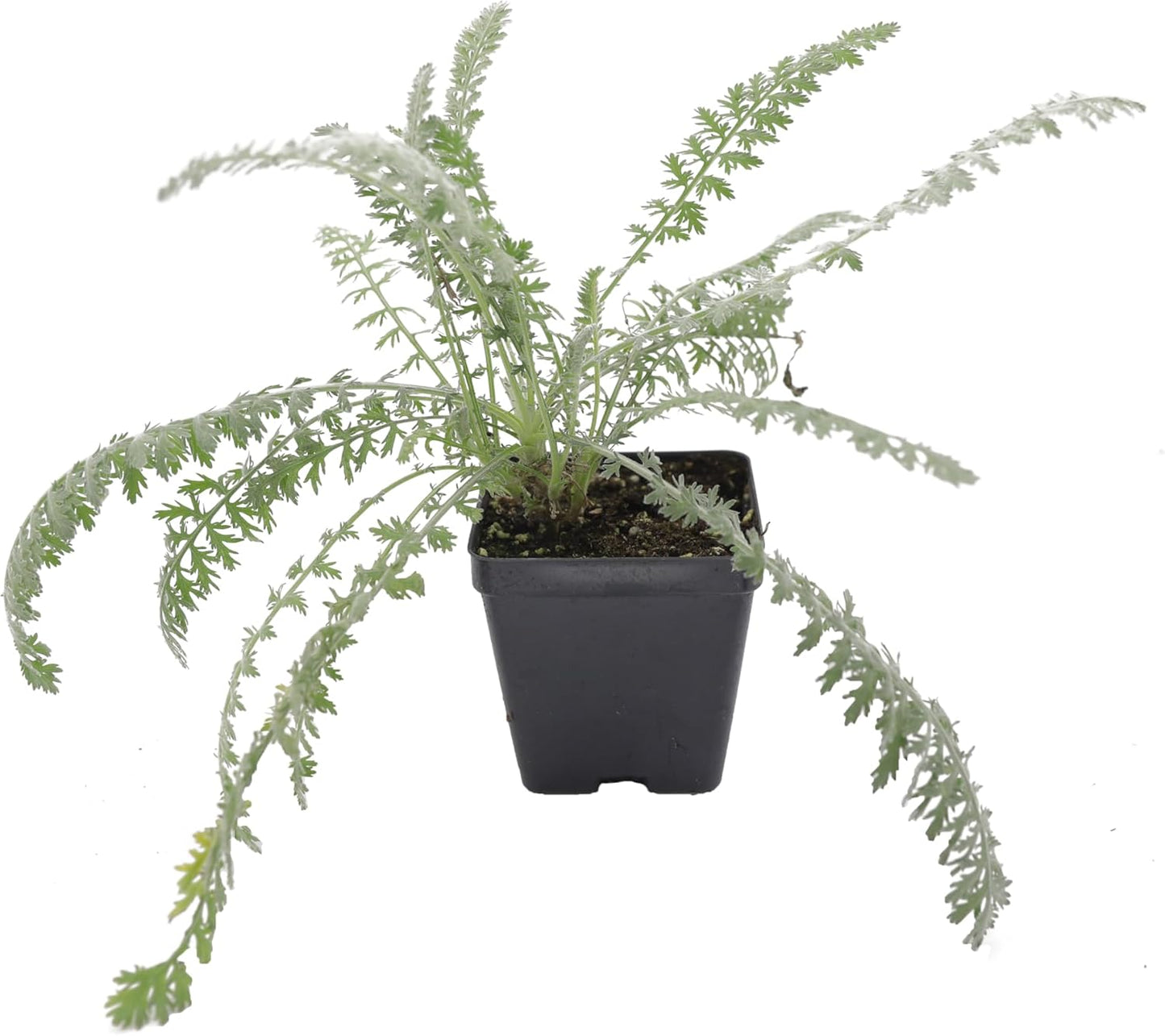 Greenwood Nursery: Live Perennial Plants - Achillea 'Moonshine' Yarrow - [Qty: 5X Pint Pots] - (Click for Other Available Plants/Quantities)