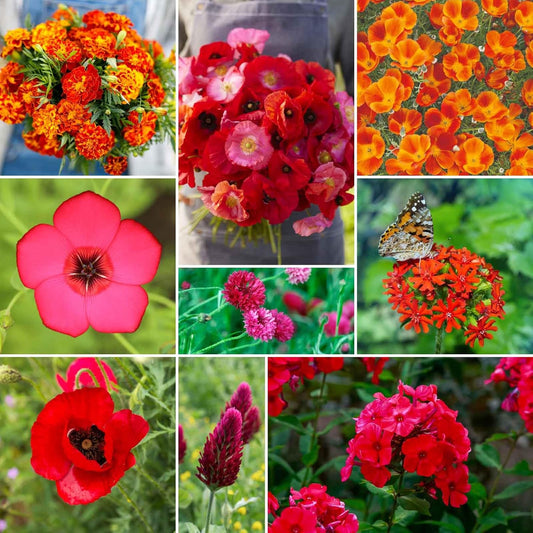 Eden Brothers Red Head Wildflower Mixed Seeds for Planting, 5 lb, 2,400,000+ Seeds with Maltese Cross, Scarlet Flax | Attracts Pollinators, Plant in Spring or Fall, Zones 3, 4, 5, 6, 7, 8, 9, 10