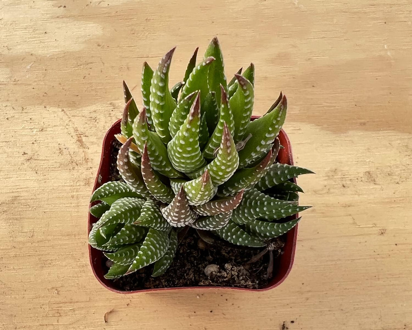 Sprout N Green Haworthia coarctata, Rare Live Succulent Plant Fully Rooted in 2inch Starter Pot, Home Office Indoor Outdoor Wedding Decoration DIY Projects Party Favor