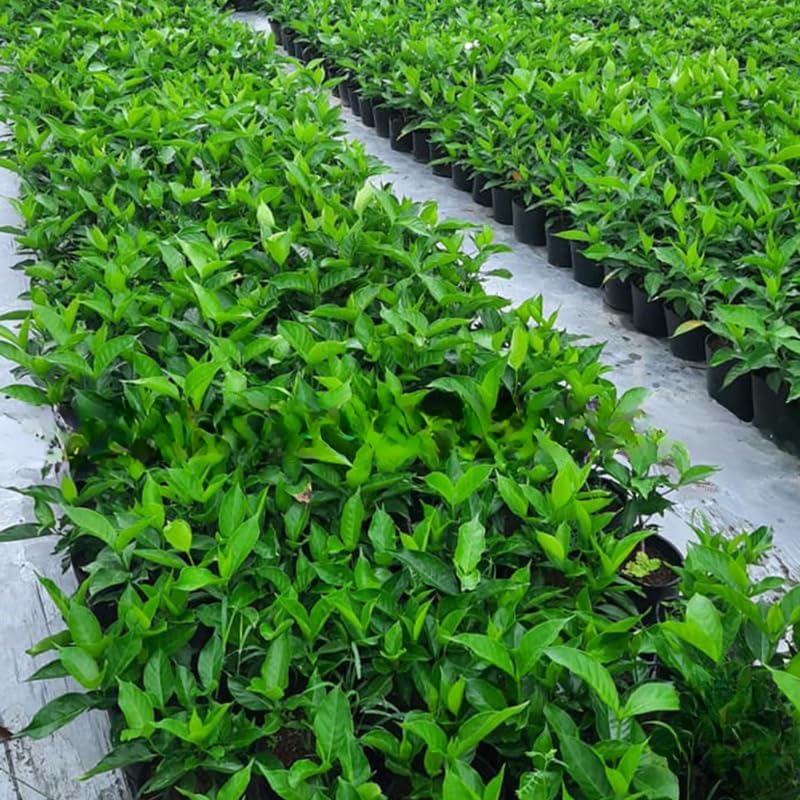 2 Night Blooming Jasmine Plants Live, Climbing Jasmine Indoor Outdoor Live, Fragrant, 5-9" in Tall, No Pot, Hardy and Fast-Growing