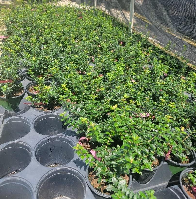 Fragrant Princess Dwarf Tea Olive ( 'Kaori Hime' osmanthus ) - Live Plant - Quart Pot