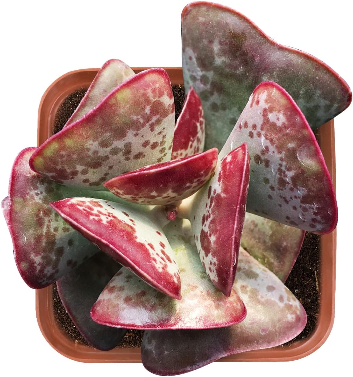 Live Succulent Calico Hearts, Approx 2-inch Large, Potted Succulents, Fully Rooted, Easy Care House Plants