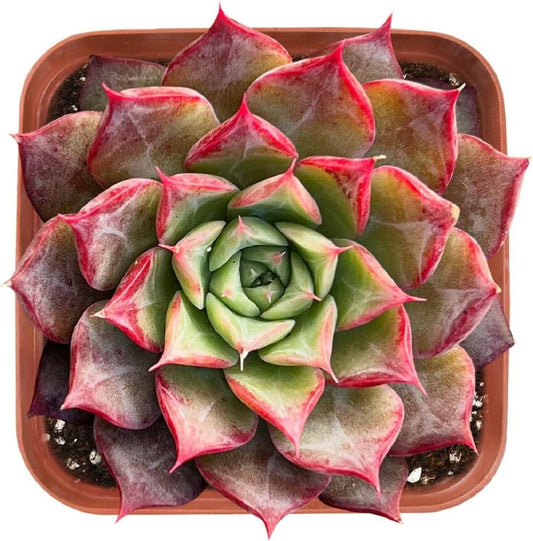 2" Rare Succulent Echeveria 'Qiandao Lake', Live Succulents Plants Fully Rooted in Grower Pots, Unique Gift for Wedding Favor, Party Favor