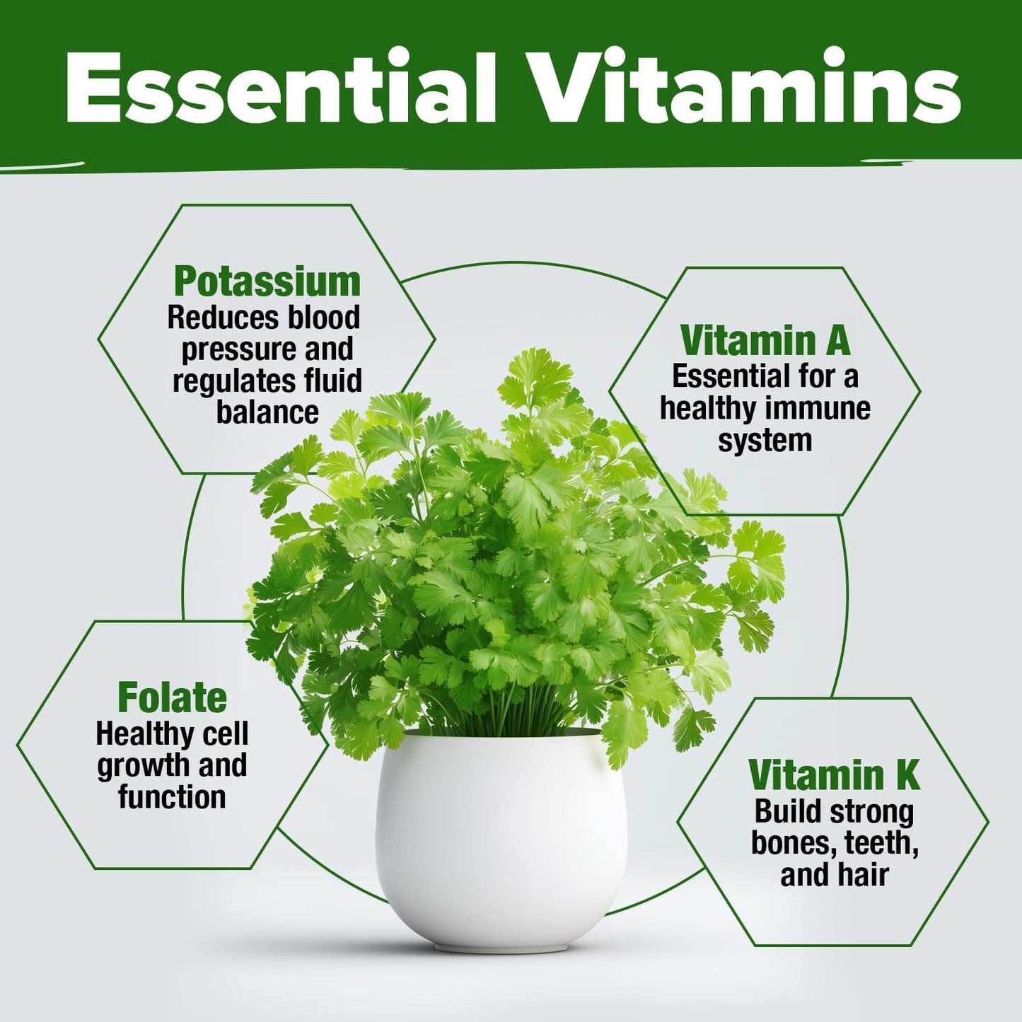 HOME GROWN Cilantro Seeds 250 Calypso & 250 Santo Cilantro for Planting Indoors, Hydroponics or Aerogarden - Heirloom, Non-GMO, Santo Plant, for Your Indoor Herb Garden