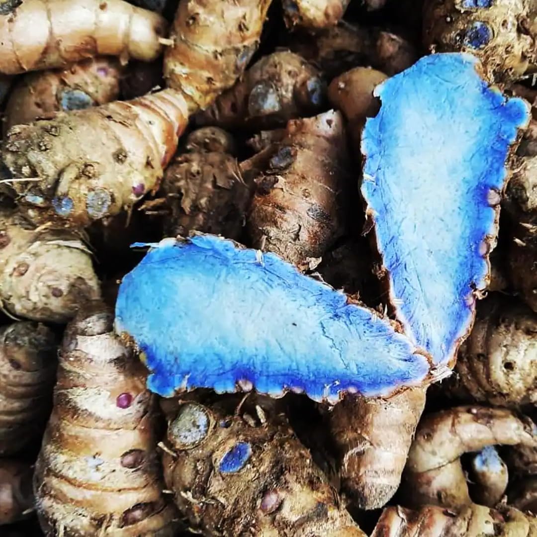 Premium Live Black Turmeric (Curcuma caesia) Plants - Rare Herbal Medicinal Plant, Perfect for Home Gardens (2 Black Turmeric Cups)