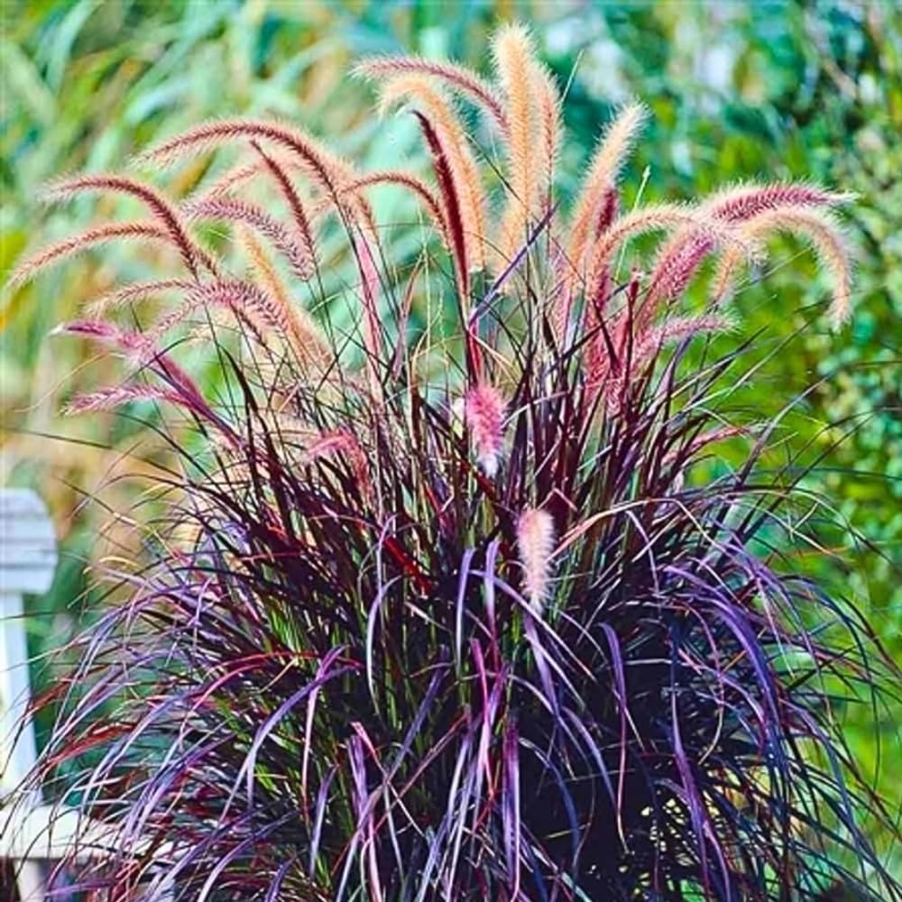 Pack 3 Fountain Grass Plants Live, 5-9 Inch Tall, Ornamental Grasses Live Plants Perennial, Well-Rooted Perennial Grass Clumps (Purple Fountain Grass)