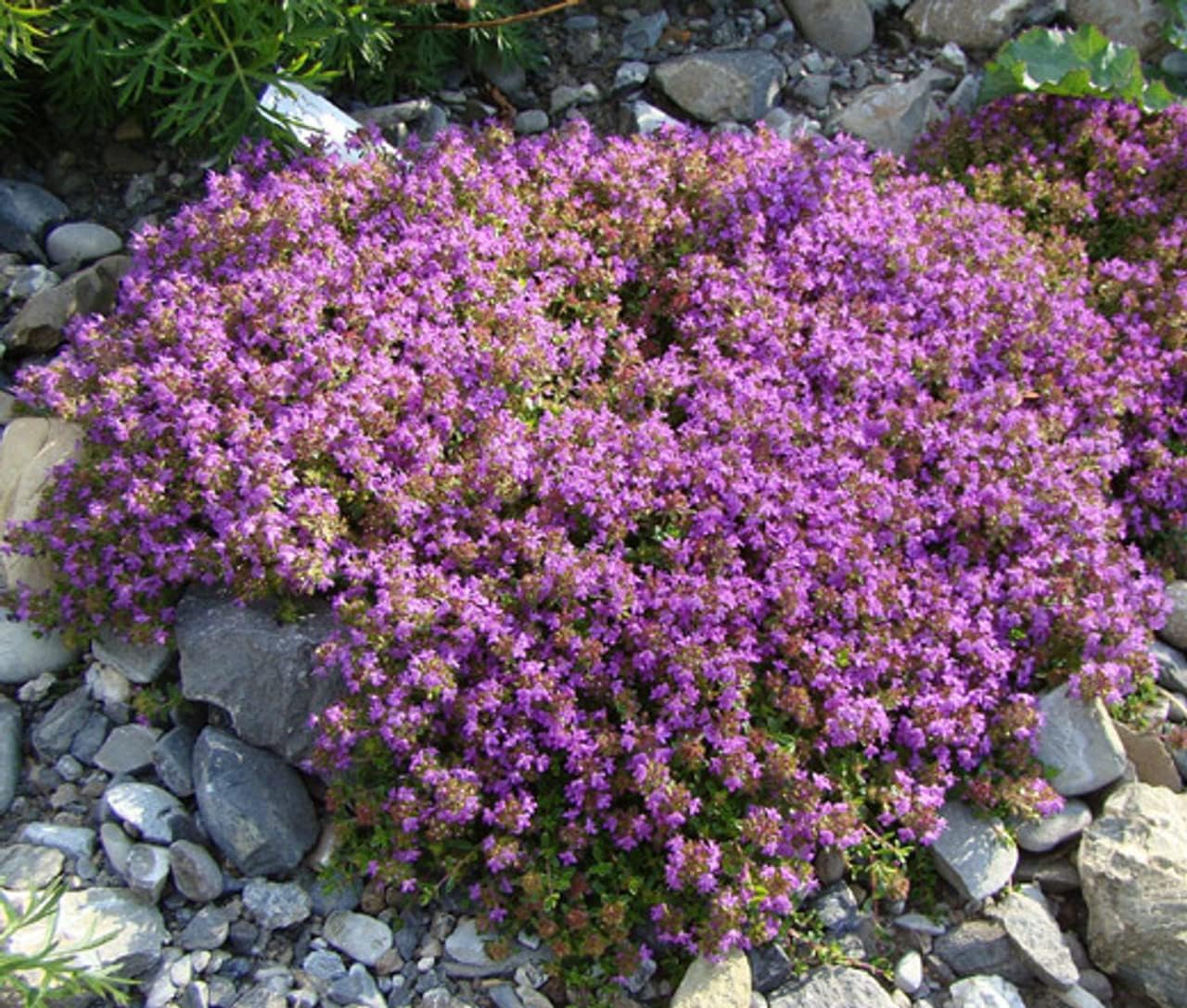 30000+ Creeping Thyme Seeds – 4g – Perennial Ground Cover Plants Flowers Non-GMO Heirloom – Purple Bloom Garden Seeds for Planting