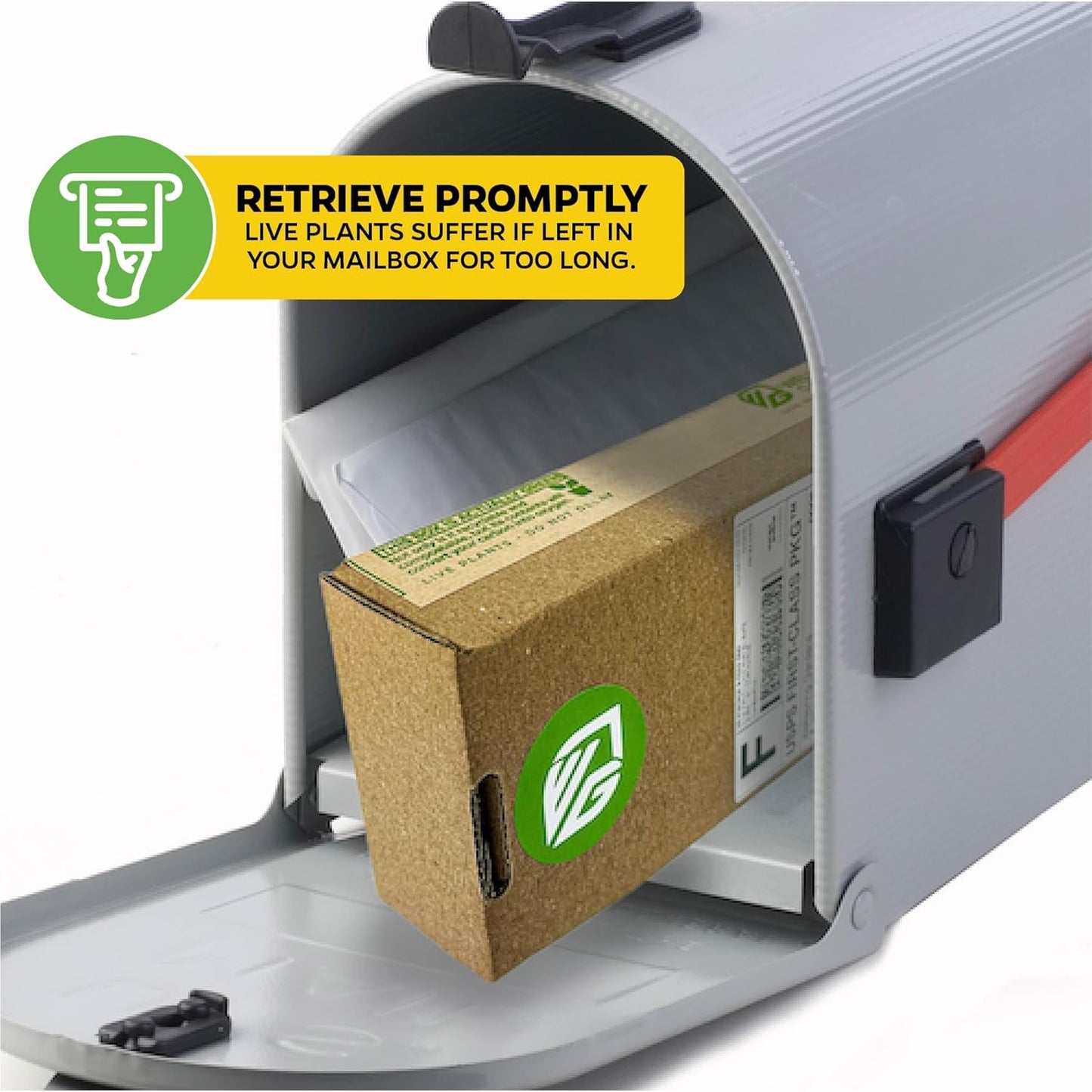 Florida Special Pineapple Live Plant - Ananas Comosus - Wellspring Gardens Starter Plant - Ideal Pineapple Plant Live Easy to Grow Starter Plant Great for Outdoor and Patio Planting Growth Potential