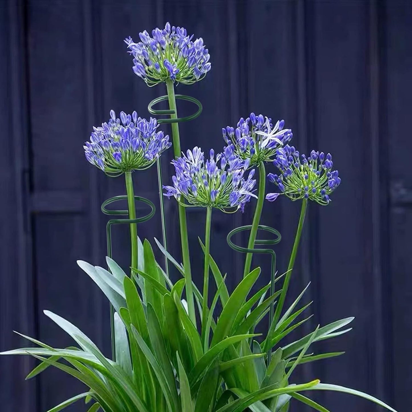 20 Pack 16 Inch Plant Support Stakes, Metal Single stemmed Flower Support Hoops，Garden Plant Stakes Plant Prop for Amaryllis Orchid Lily Rose Peony Tomatoes Gladiolus