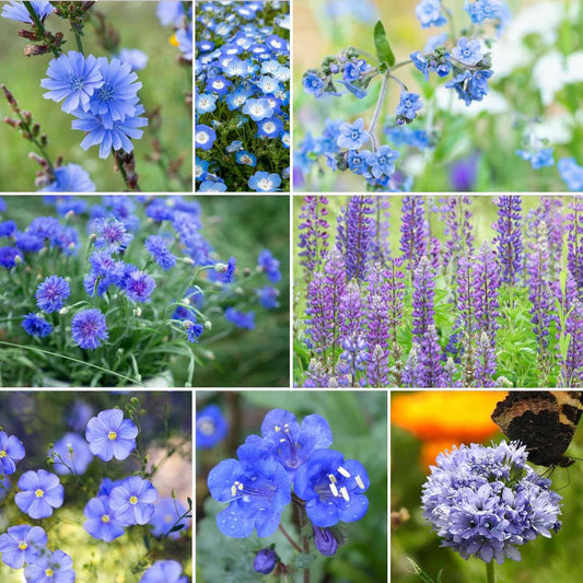 Eden Brothers Singin the Blues Wildflower Mixed Seeds for Planting, 5 lb, 2,400,000+ Seeds with Blue Flax, Lupine, Chicory, Attracts Pollinators, Plant in Spring or Fall, Zones 3, 4, 5, 6, 7, 8, 9, 10