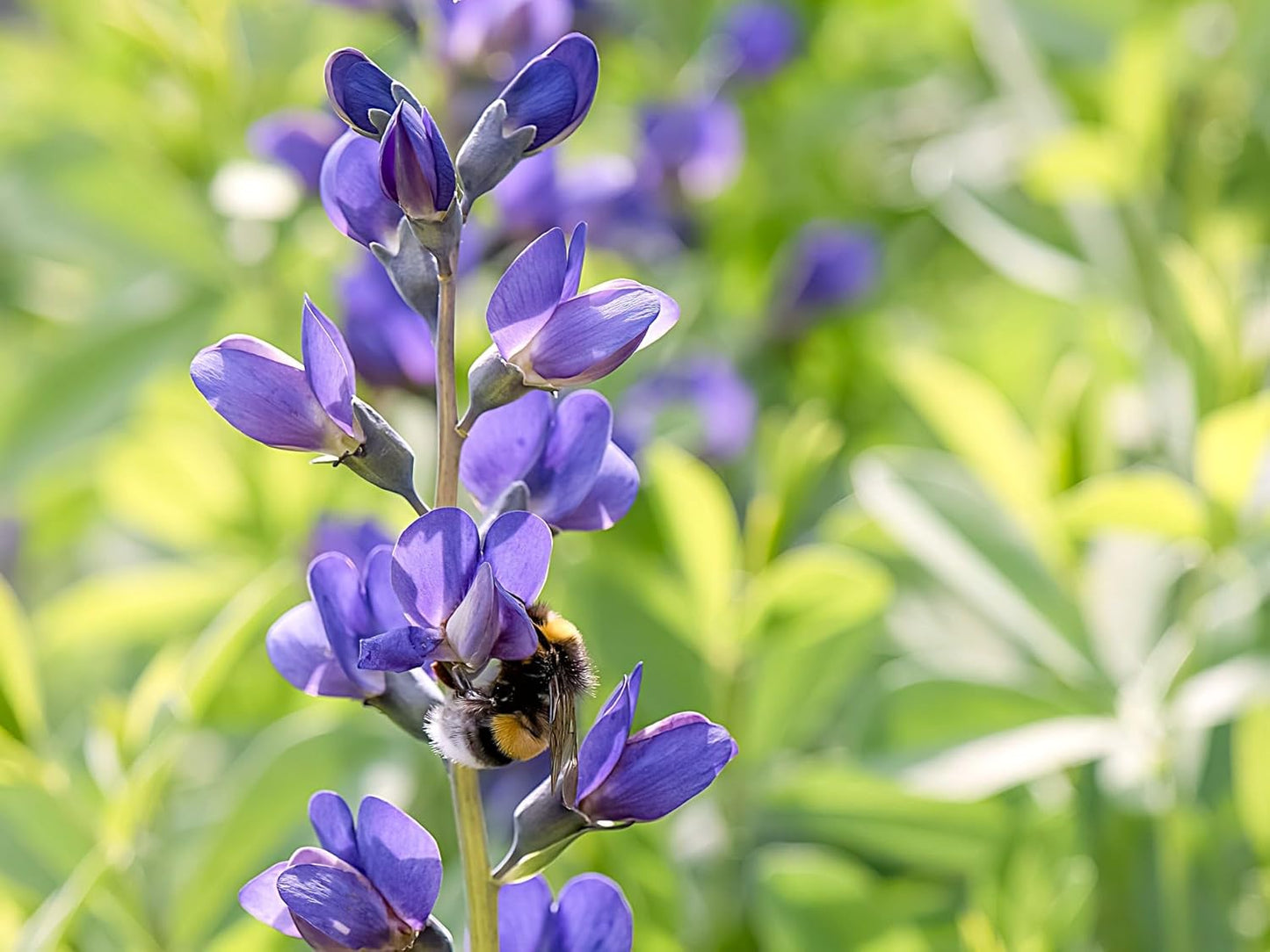 Greenwood Nursery: Live Perennial Plants - Blue False Indigo + Baptisia Australis - [Qty: 5X Pint Pots] - (Click for Other Available Plants/Quantities)