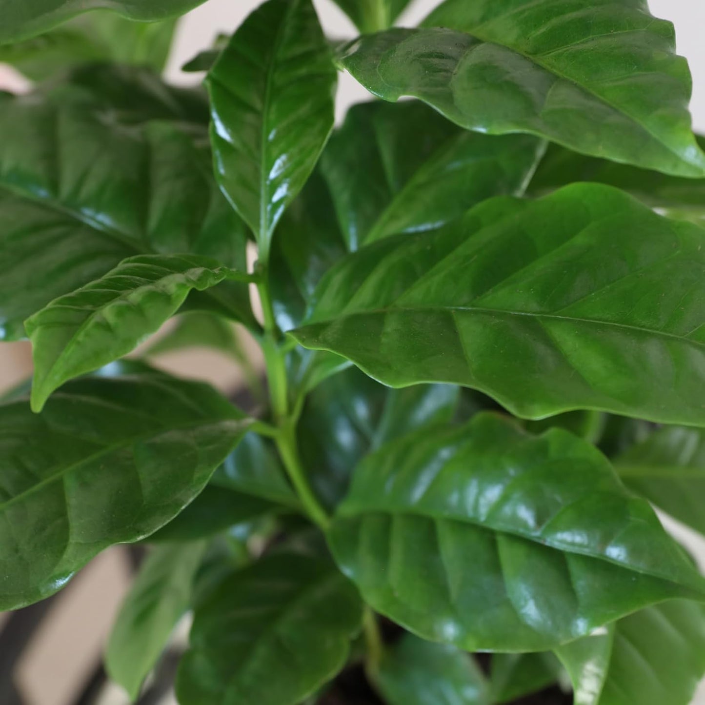 Green Circle Growers 5" Coffee Arabica in Cream Jute Pot, Live Indoor Plants, House Plant