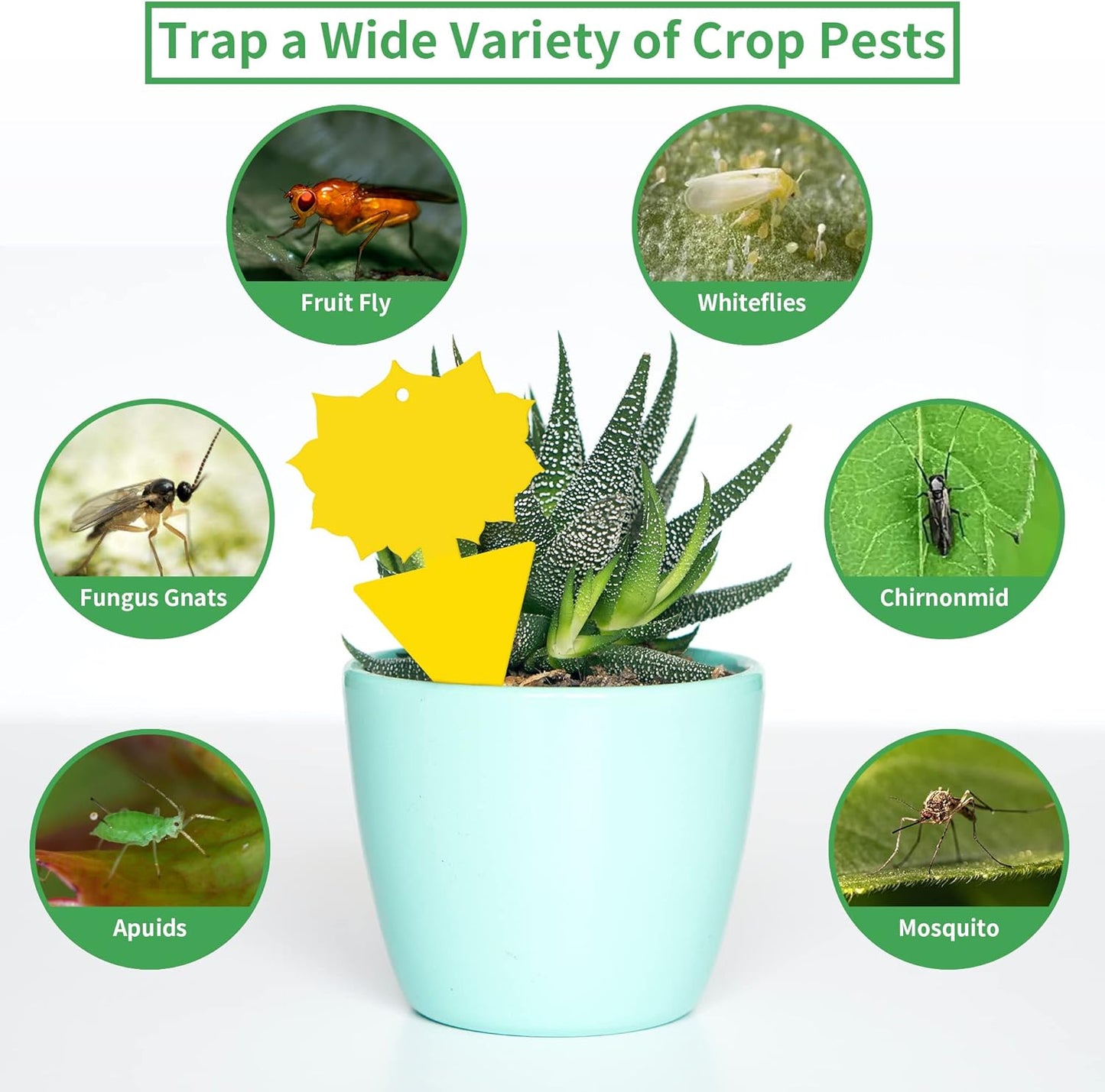 LULUCATCH Fruit Fly Sticky Traps 12 Pcs, Yellow Sticky Trap, Non-Toxic Gnat Traps Insect Catcher, Super Sticky Fly Traps for Indoor Outdoor Kitchen White Flies Mosquitos Fungus Gnats Flying Insects