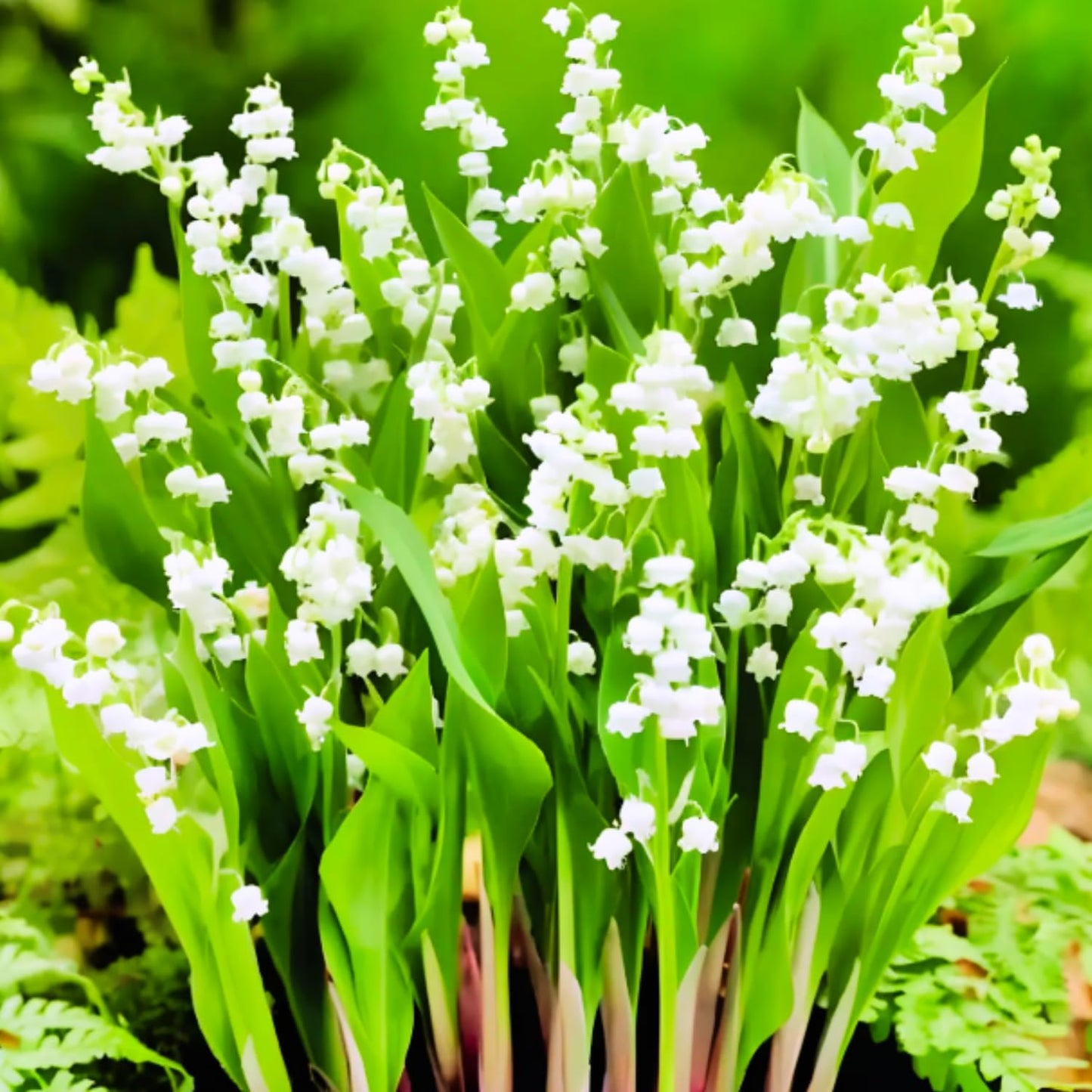 10 Lily of The Valley Flower Bulbs, White Lilies of The Valley Bare Roots for Planting, Outdoor Indoor Flowering Plants