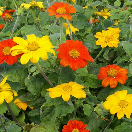 Outsidepride Mexican Sunflower Seeds Mix - 1000 Pcs Annual, Easy-to-Grow, Mixed Tithonia Speciosa Flower Seeds w/Drought-Tolerant Blooms for Pollinator Gardens & Vibrant Summer Landscaping