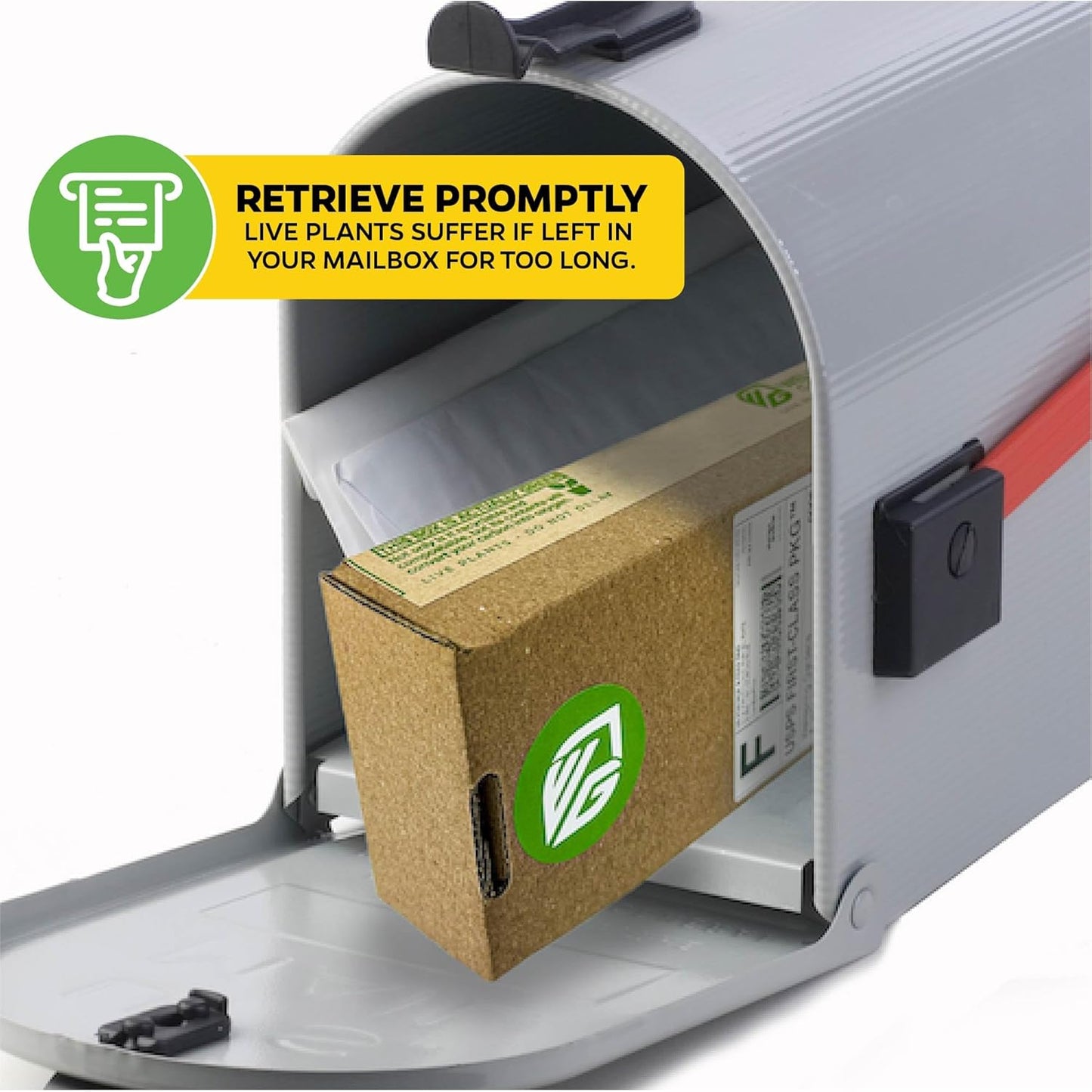 Dwarf Kokopo Banana Plant - Musa acuminata by Wellspring Gardens - Swift Fruiting, Exquisite Taste, Orange-Tinted Pulp, Container and Outdoor Growth, Vitamin A and Beta Carotene-Rich Banana