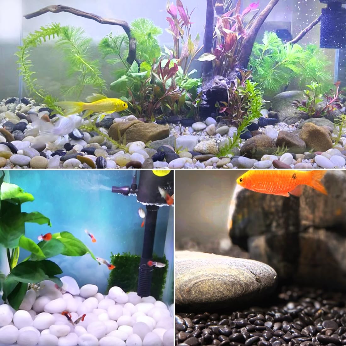 5lbs White River Rocks, 2-3 Inch Natural Pebbles for Indoor Plants, High Polished Decorative Stones Vase Filler Fish Tank Aquariums Landscaping Garden Outdoor and Indoor DIY