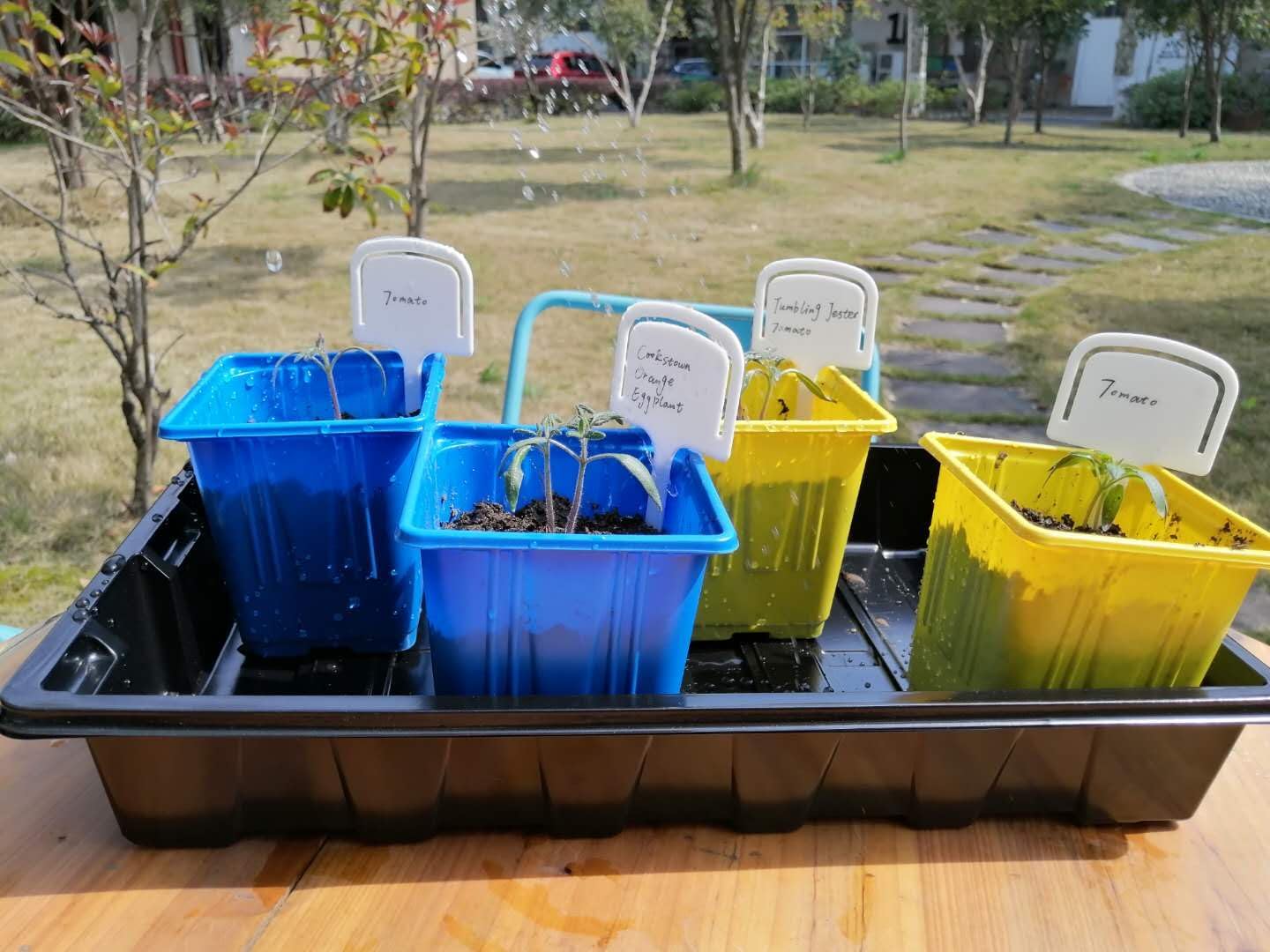 Gardzen 10 Pack Seed Trays, Reusable Plant Grow Trays, Ideal for Seed Starting, Microgreens, Indoor Gardening, and Greenhouse Plant Nurseries - No Drain Holes, 14.5"x9"