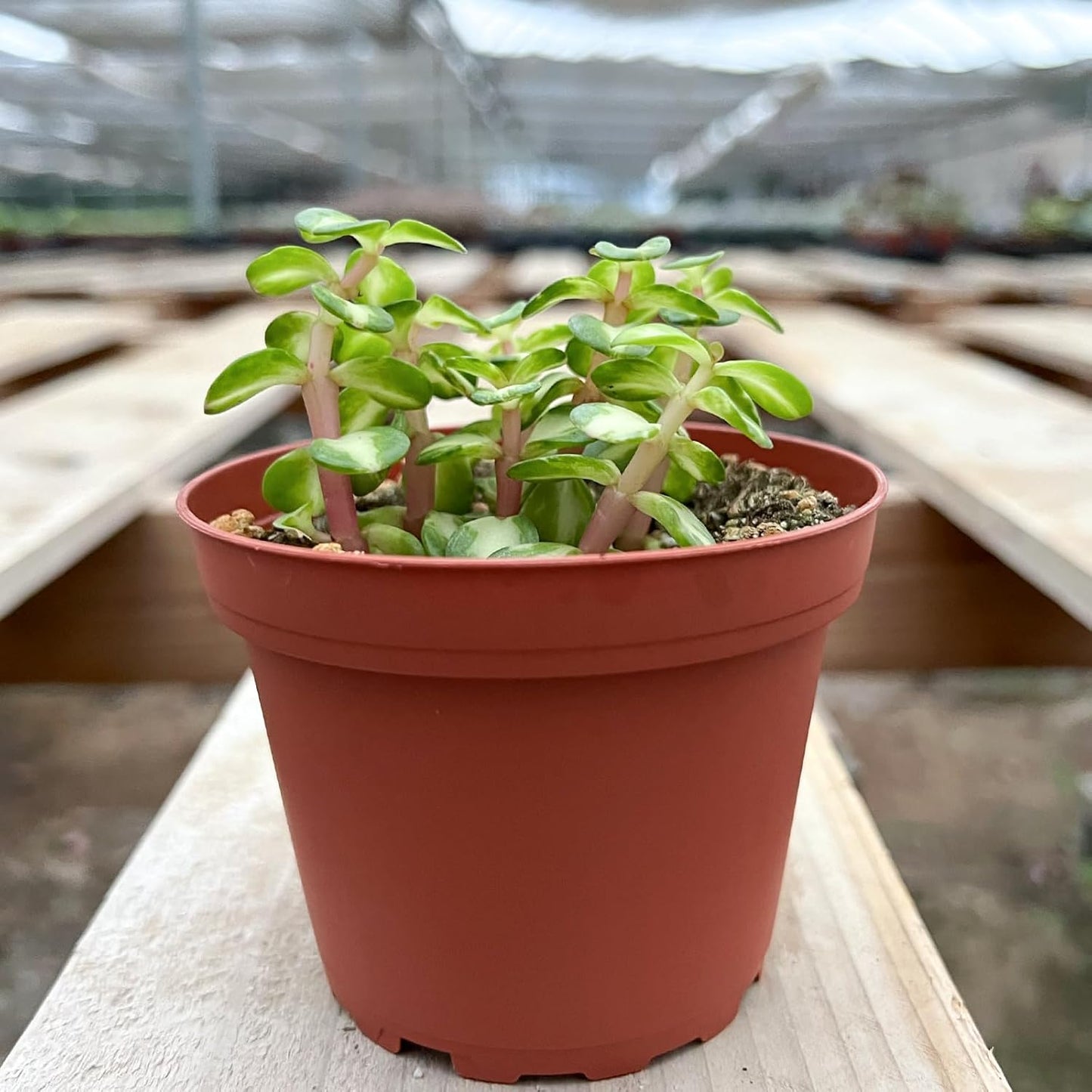 Sprout N Green Midstipe Rainbow Bush | Portulacaria afra 'Medio-picta', Live Succulent Plant Fully Rooted in 4" Pots with Soil Mix, Houseplant for Indoor Outdoor Home Office Wedding Decor