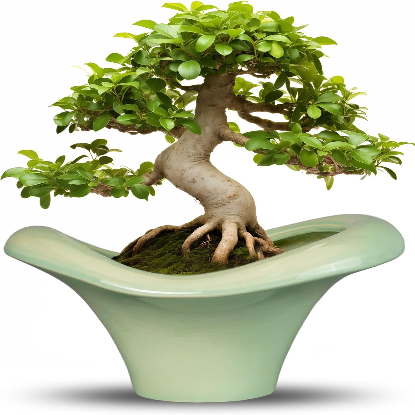 Ceramic Bonsai Pots - Large Succulent Planter 13 Inch Plant Pot Indoor Succulent Pot with Drainage Hole Outdoor Planter Bonsai Tree Pot for House Home Garden Office Decor Green