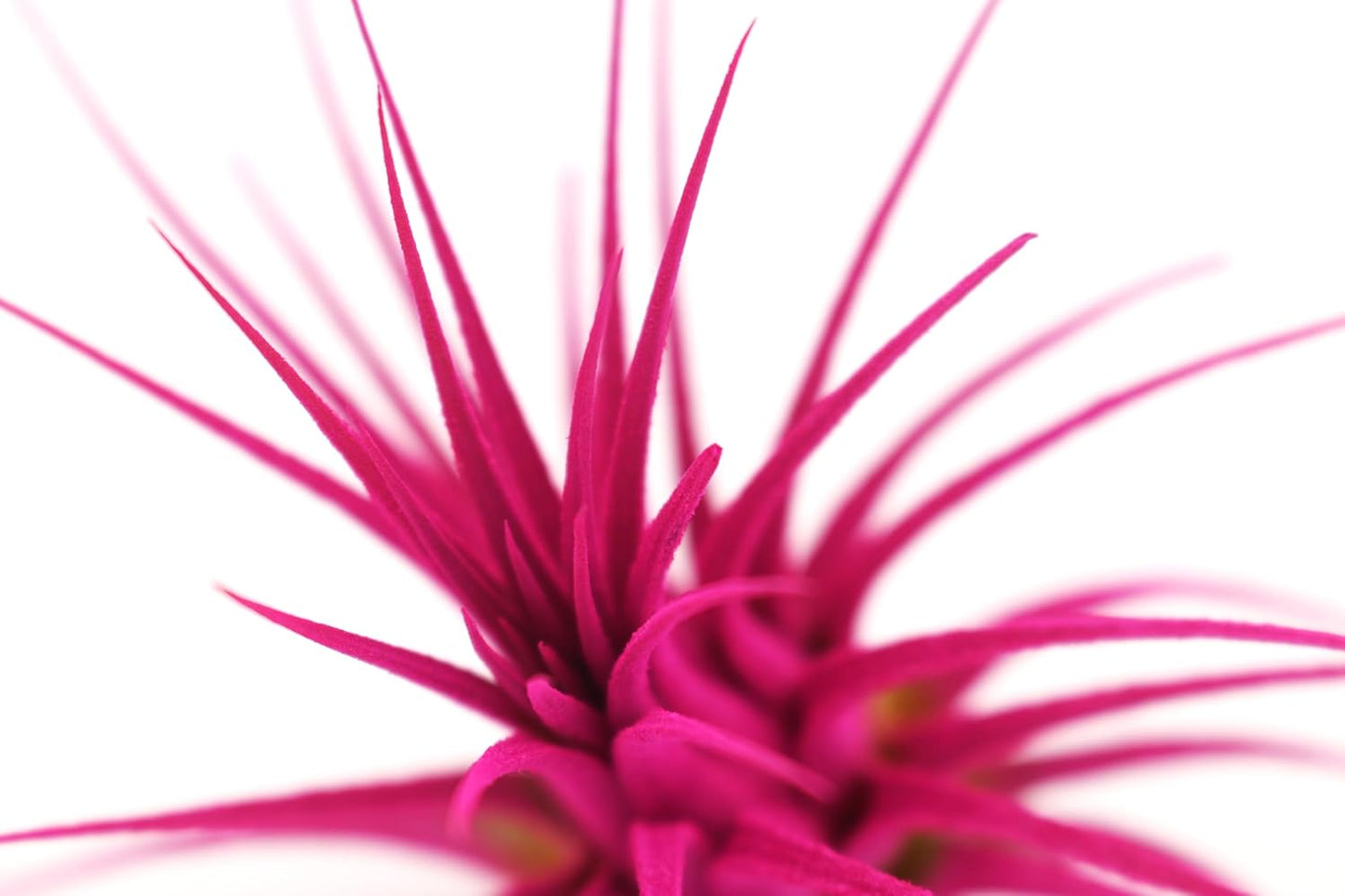 Live Extra Large Tillandsia Ionantha Guatemala Colorful Air Plant 3+ inch Enhanced Color Easy Care Indoor Outdoor Home Decor Gift Airplant by Awesome Industries (Pink XL)