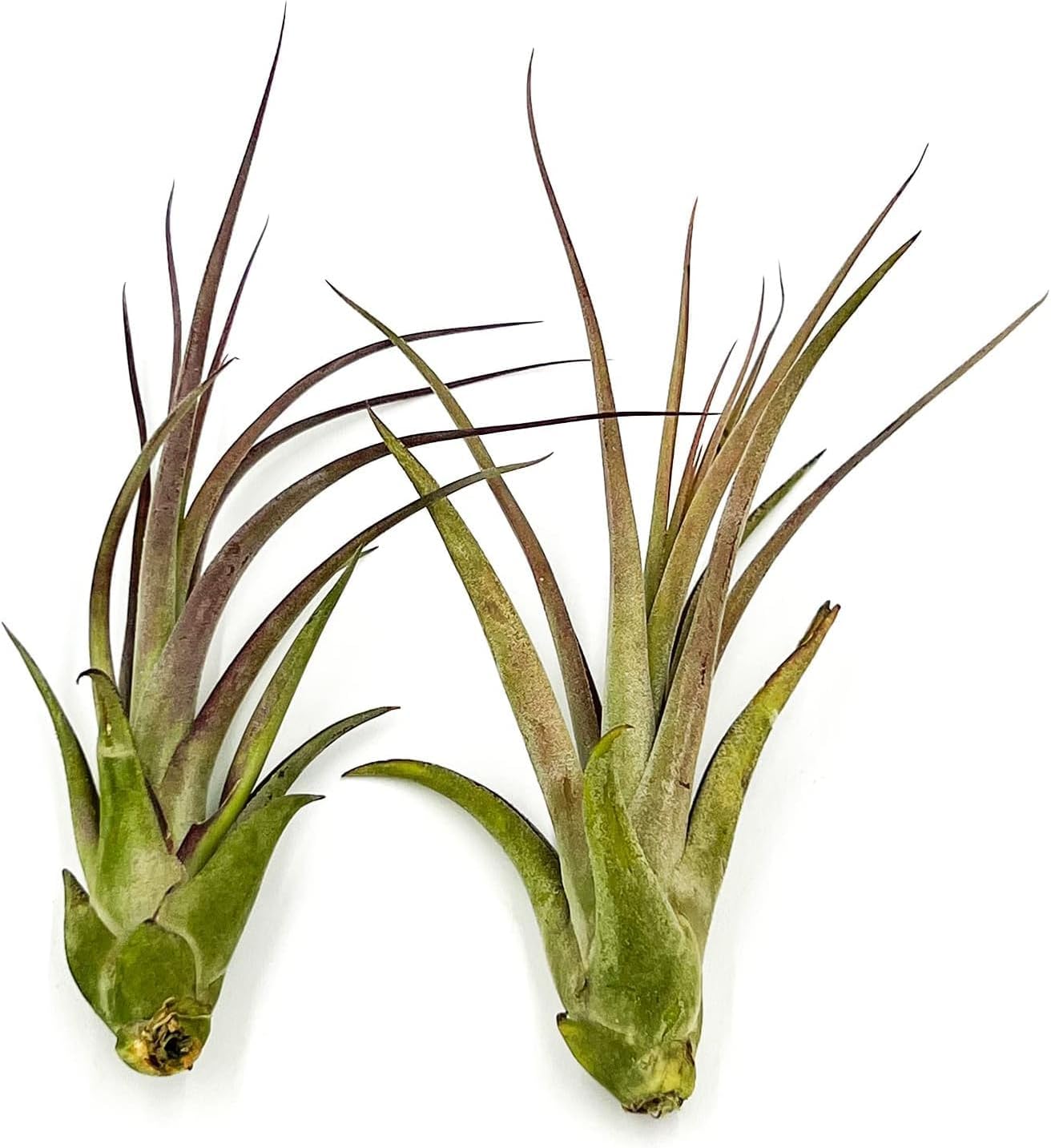 Live Air Plant – Tillandsia Capiput, Jumbo 6-9” - 1ct - Live Arrival Guaranteed - House Plants for Home Decor & Gift
